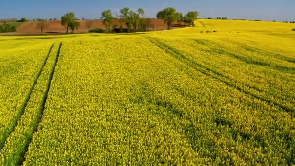 Létání přes ohromující žluté řepkové pole v Polsku — Stock video