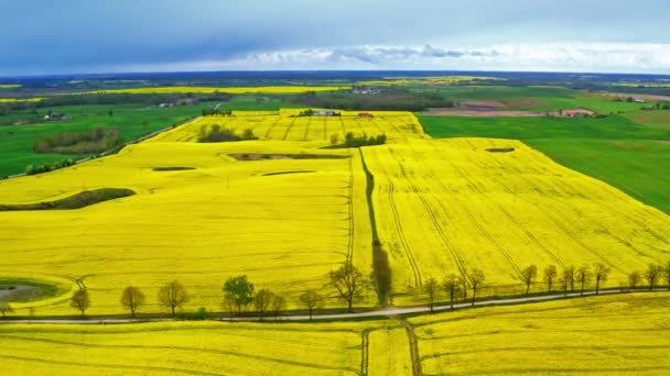 Atemberaubende gelbe Rapsfelder von oben, Polen — Stockvideo