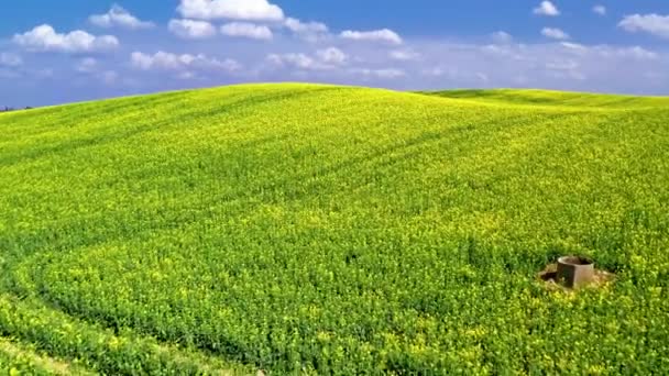 Superbes champs de viols par temps ensoleillé en Pologne, vue aérienne — Video