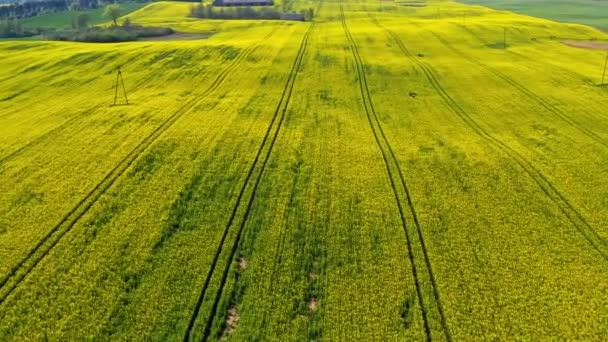 Duże i żółte pola rzepaku na wiosnę, Polska, widok z lotu ptaka — Wideo stockowe