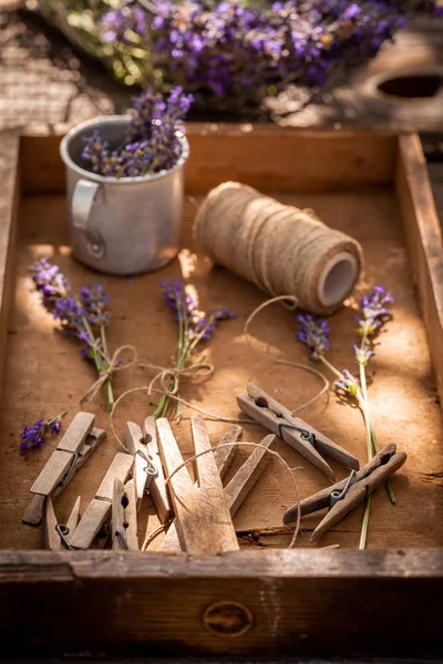 Vers lavendel voorbereiding voor thuis drogen in de tuin — Stockfoto