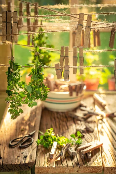 Rustic dryer with mint leaves hanging on lines in summer — Stock Photo, Image