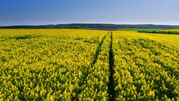 Campi di colza gialli in fiore in primavera in Polonia, vista aerea — Video Stock