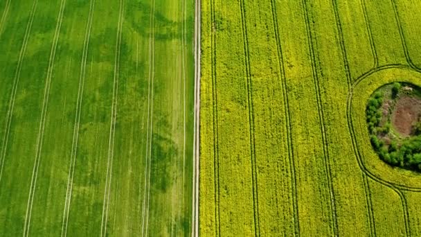 Volando sobre florecientes campos de violación amarilla en primavera, Polonia — Vídeo de stock