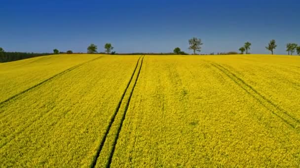 Gelbe Rapsfelder im Frühling von oben, Polen — Stockvideo