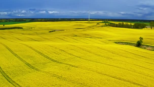 Große blühende gelbe Rapsfelder und weiße Turbine von oben, Polen — Stockvideo