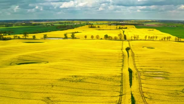 White wind turbine and yellow rape fields from above, Poland — Wideo stockowe