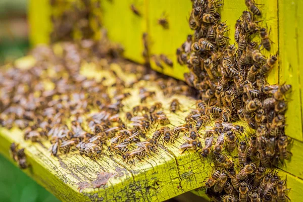 Vértes a méhkaptár a méhek a kertben, nyáron, Lengyelország — Stock Fotó