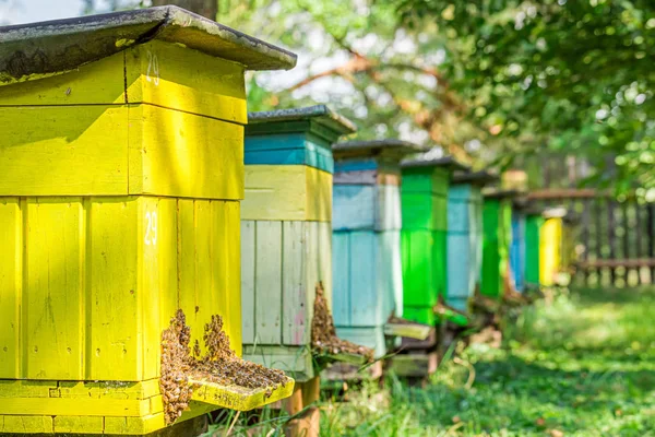 夏の庭の古い木製ミツバチ、ポーランド — ストック写真