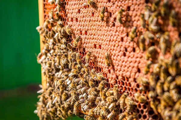 Marco lleno de miel y abejas en verano — Foto de Stock