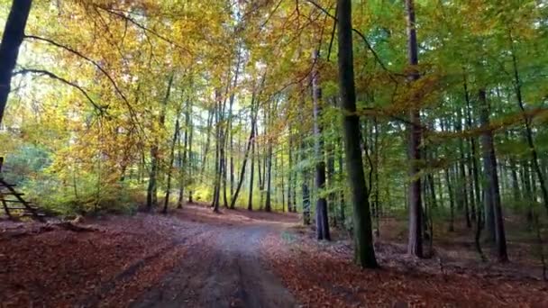 Lleno de hojas camino en el bosque de otoño, Polonia — Vídeo de stock