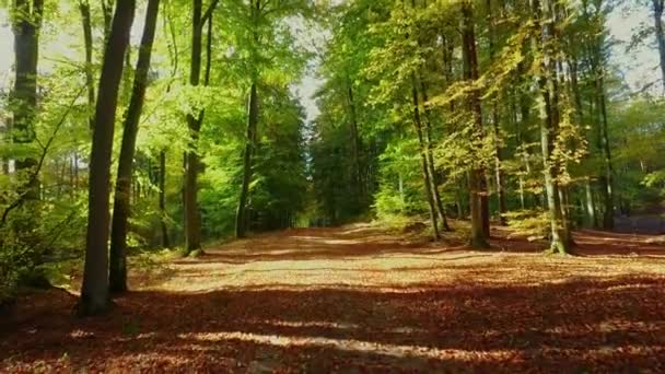 Захватывающий дух осенний лес в солнечный день с солнечным лучом, Европа — стоковое видео