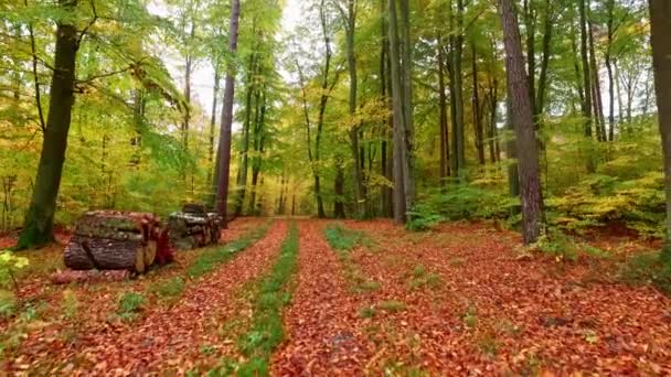 秋の森の茶色と緑の葉でいっぱいの見事な歩道、ヨーロッパ — ストック動画