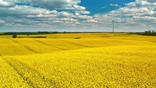 Volare sopra campi di colza gialli e turbine eoliche, Polonia — Video Stock