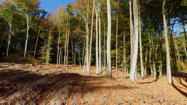 Fallende Blätter an einem sonnigen Tag im herbstlichen Wald, Polen — Stockvideo