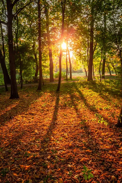 Foresta meravigliosa e marrone in autunno, Europa — Foto Stock