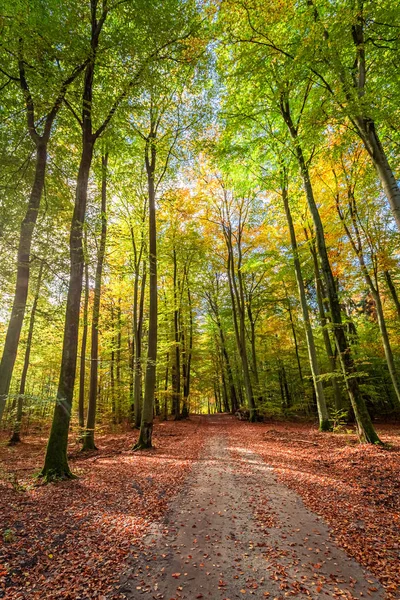 Caminho verde e dourado na floresta, Polônia — Fotografia de Stock