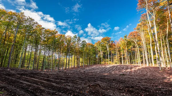 Zonnig en verbazingwekkende herfst in het bos, Polen — Stockfoto