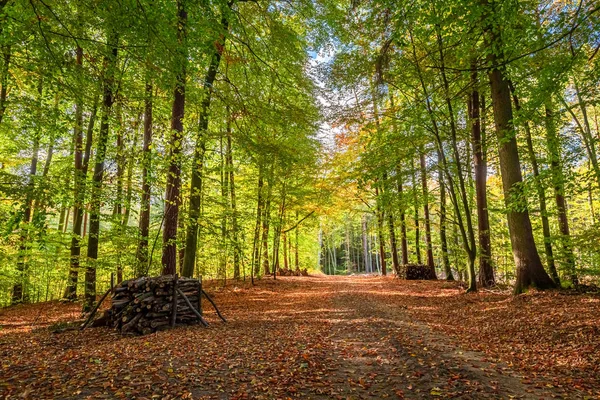 Impresionante y colorido bosque en el otoño, Polonia — Foto de Stock