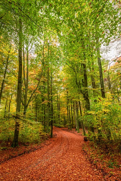 가을에 맑고 놀라운 숲, 폴란드 — 스톡 사진