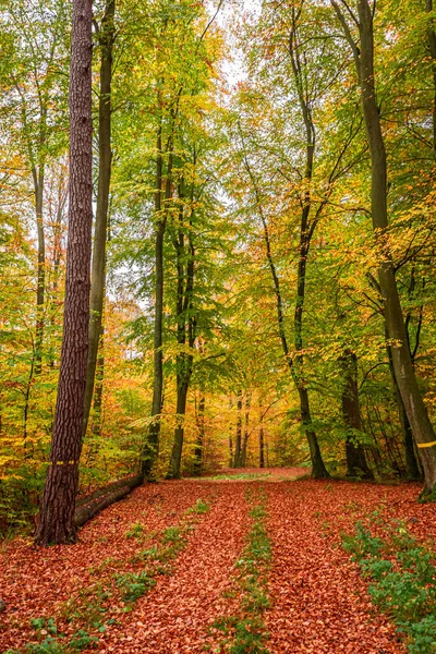 Ormanda renkli ve şaşırtıcı bir yol, Avrupa — Stok fotoğraf