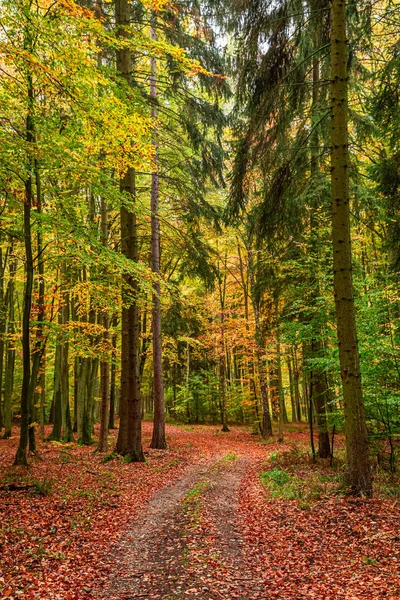 숲에서 화창하고 놀라운 가을, 유럽 — 스톡 사진