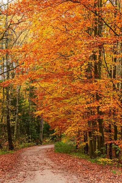 Maravilloso bosque marrón en otoño, Europa — Foto de Stock