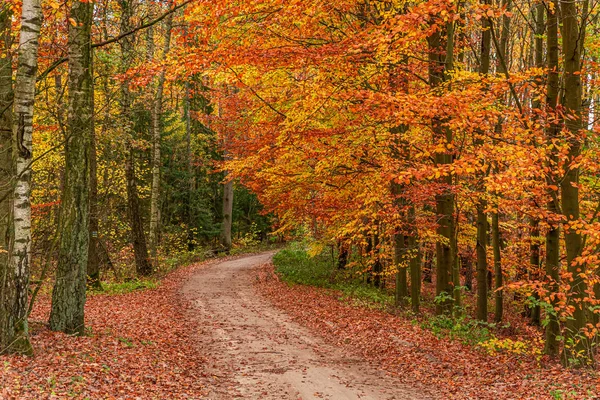 Outono deslumbrante e colorido na floresta, Polónia — Fotografia de Stock