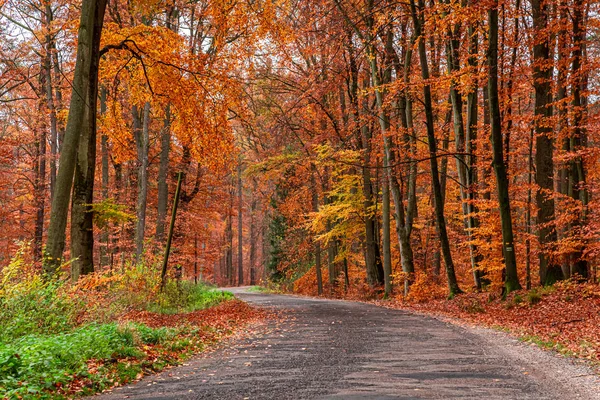 Ormanda güneşli ve şaşırtıcı bir yol, Avrupa — Stok fotoğraf