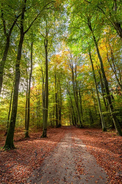 Ormanda renkli ve şaşırtıcı sonbahar, Avrupa — Stok fotoğraf
