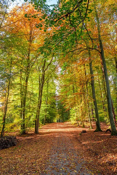 Bruin en groen bos in de herfst, Polen — Stockfoto