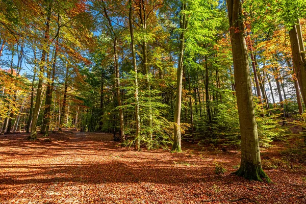 Ormanda, Avrupa 'da harika ve kahverengi bir yol — Stok fotoğraf