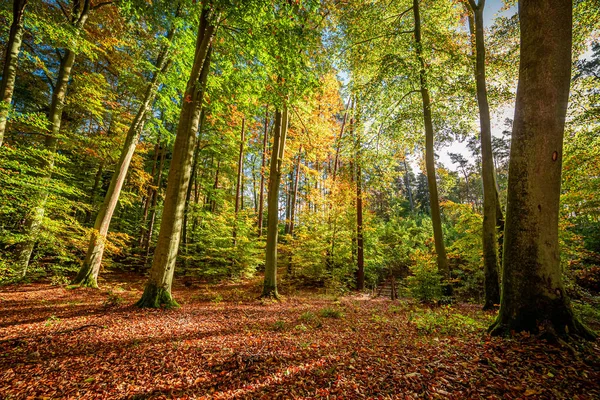 Floresta deslumbrante e colorida no outono, Europa — Fotografia de Stock