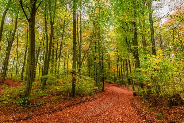 Floresta ensolarada e incrível no outono, Europa — Fotografia de Stock