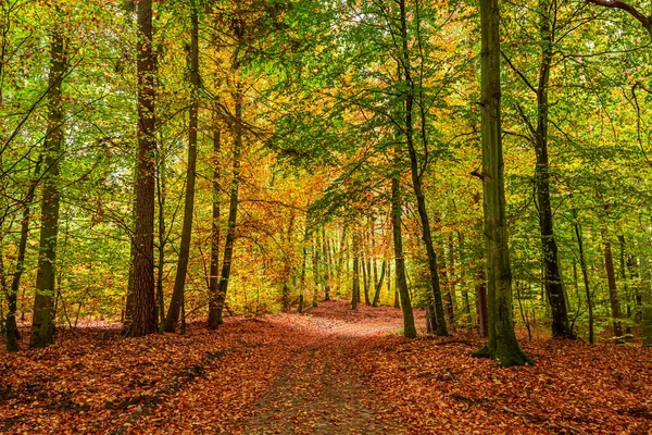 Barevný a úžasný les na podzim, Evropa — Stock fotografie