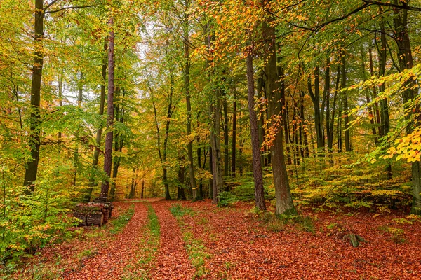 森の中の素晴らしい茶色の道、ポーランド — ストック写真