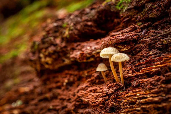 Cogumelos selvagens únicos em um toco florestal — Fotografia de Stock