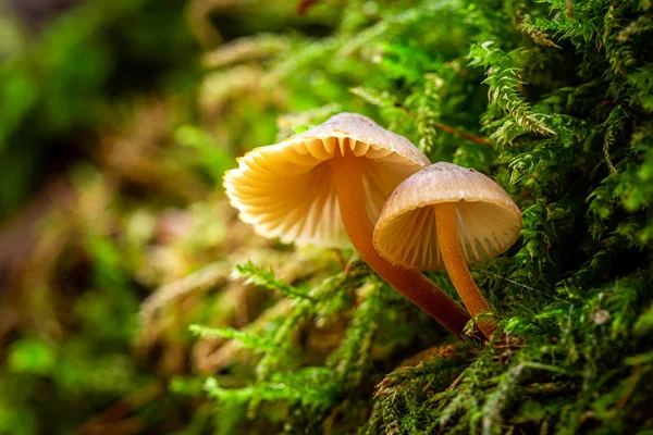 Unikátní divoké houby rostou na zeleném mechu — Stock fotografie