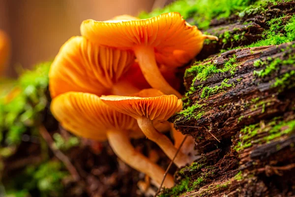 Bunte Wildpilze auf einem Waldstumpf — Stockfoto