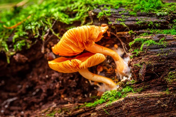 Cogumelos selvagens únicos na floresta verde — Fotografia de Stock