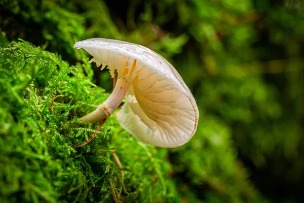 Nádherné divoké houby v zeleném lese — Stock fotografie