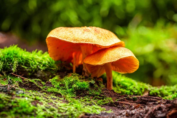 Closeup z divokých hub rostoucích na zeleném mechu — Stock fotografie