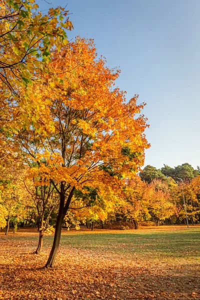 Árbol de oro en día soleado en Polonia — Foto de Stock