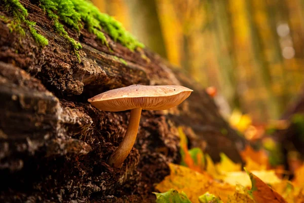 Beautiful wild mushrooms on a forest stump — Stock Photo, Image