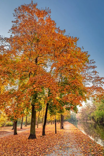 Коричневые деревья у реки осенью, Европа — стоковое фото