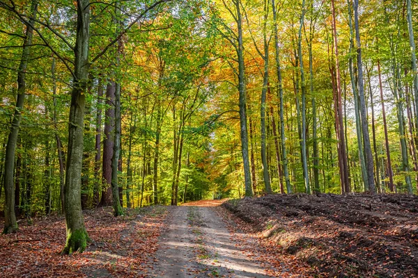 Adembenemend en kleurrijk pad in het bos in de herfst, Polen — Stockfoto