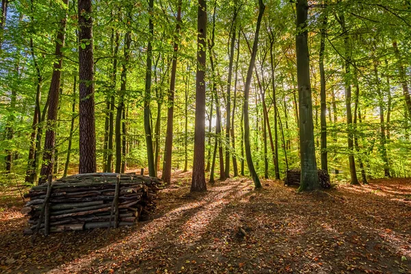 가을의 녹색과 금빛 숲, 유럽 — 스톡 사진