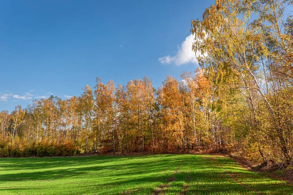 Foresta colorata in autunno e campo verde, Polonia — Foto Stock