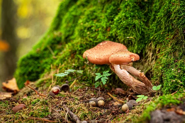 Petits champignons sauvages dans la forêt verte — Photo