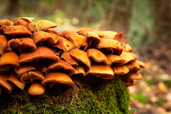 Verbazingwekkende wilde paddestoelen op een bos stomp — Stockfoto